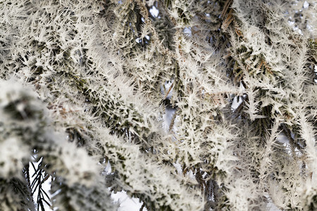 圣诞节冬天的雪中青松树覆盖着积雪冬天的白落在树上寒冷温度和植物细节在冰冷的松树上白色假期图片