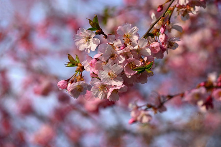 日本四月春时阳光明日户外自然界的多彩背景充满了各种色彩的自然背景树图片