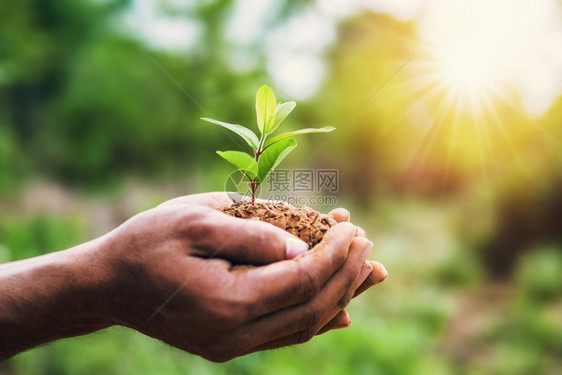 自然土壤生态系统手握着年轻的植物和绿色背景有阳光生态概念的地球日图片