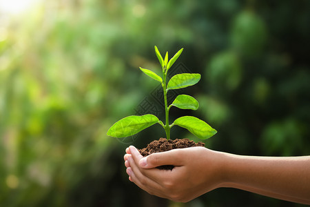 环境关心手握着年轻的植物和绿色背景有阳光生态概念的地球日可持续图片