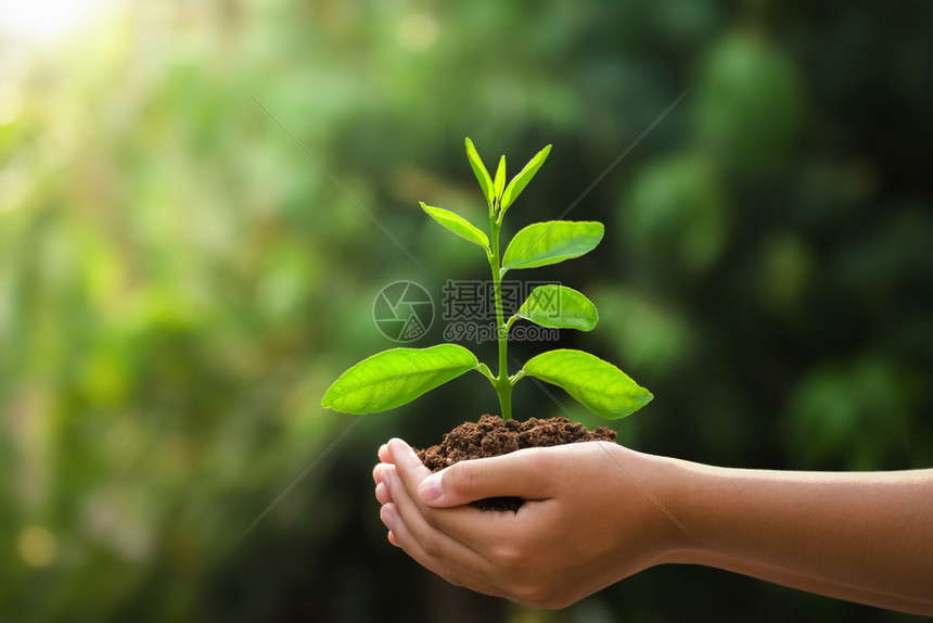 环境关心手握着年轻的植物和绿色背景有阳光生态概念的地球日可持续图片