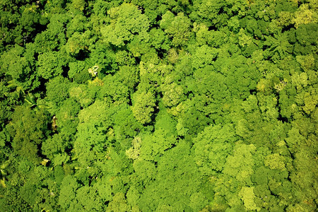 保护异国情调生长森林的空中观察图片
