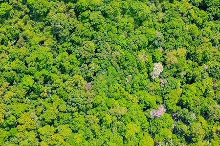 新鲜的森林空中观察最高额外部图片