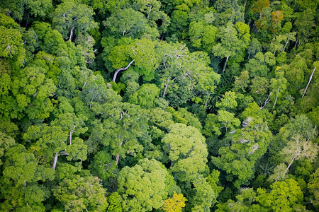 雨植物森林的空中观察预订图片