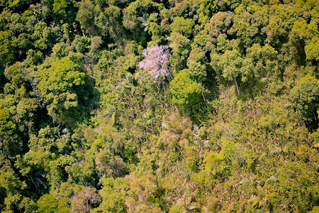 景观森林的空中察雨环境图片