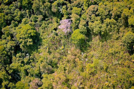 景观森林的空中察雨环境图片