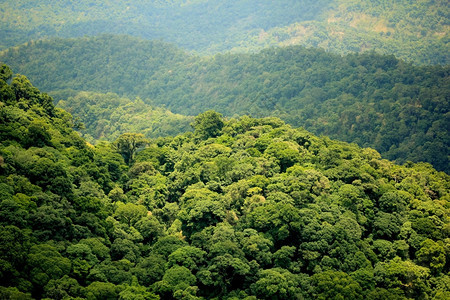 树新鲜的雨林森空中观察图片