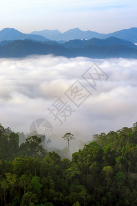 美丽的树绿色清晨浓密热带雨林KaengKrachan泰国KaengKrachan公园图片