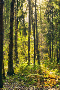 隐蔽叶子湿的雨后秋天森林充满了阳光束图片