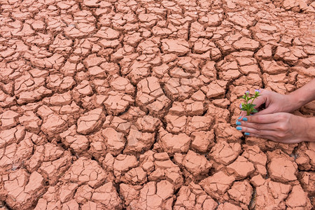 死的黏土侵蚀人类在破碎的大地上为花朵做园艺以帮助地球图片