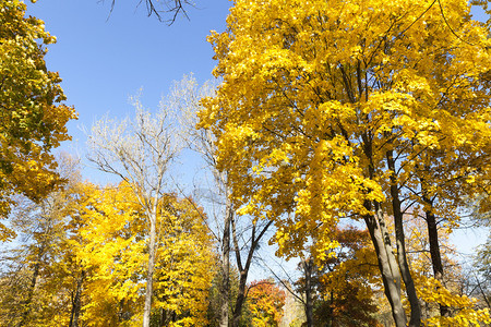 秋季金色的树图片