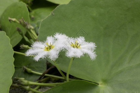 人们植物园中的莲花股票照片旅游图片