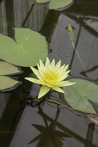 池塘中的莲花图片