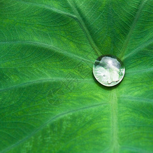 露花园降低叶子上水滴的精细节宏图片