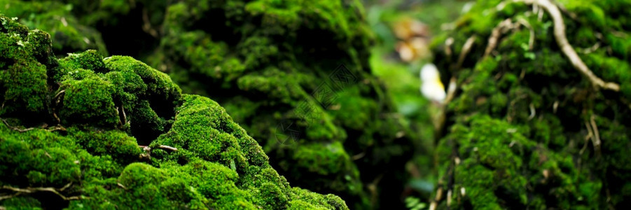 美丽明亮的绿苔长大后遮盖着石头公园粗糙的植物图片