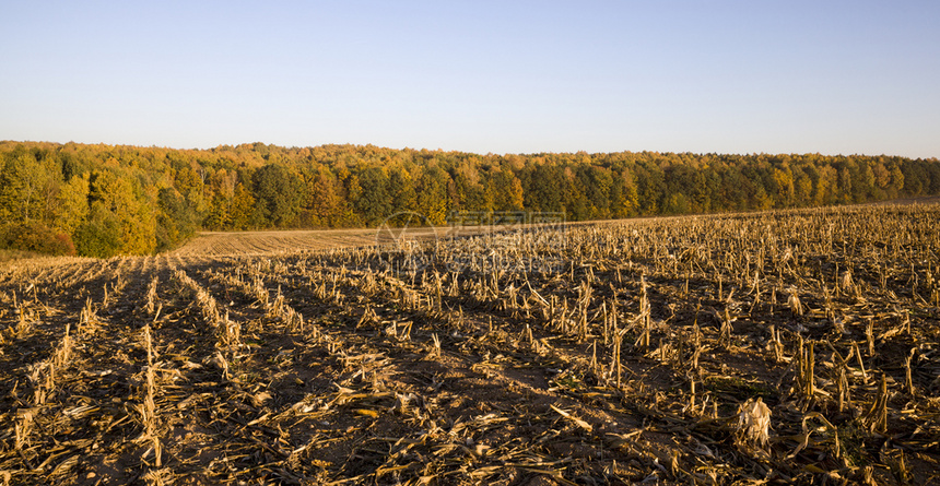 美丽收获谷物秋天在黄昏阳光明媚的天气下风景或太阳黎明的农业田地收割谷物后有碎块的农田新鲜图片