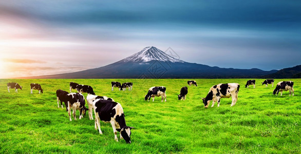 动物蓝色的朝雾高原在日本藤山前的绿地上吃红草牛群图片