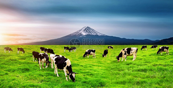 动物蓝色的朝雾高原在日本藤山前的绿地上吃红草牛群图片