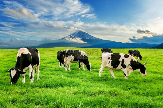 在日本藤山前的绿地上吃红草牛群地户外公园图片