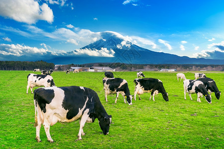 自然公园乳制品在日本藤山前的绿地上吃红草牛群图片