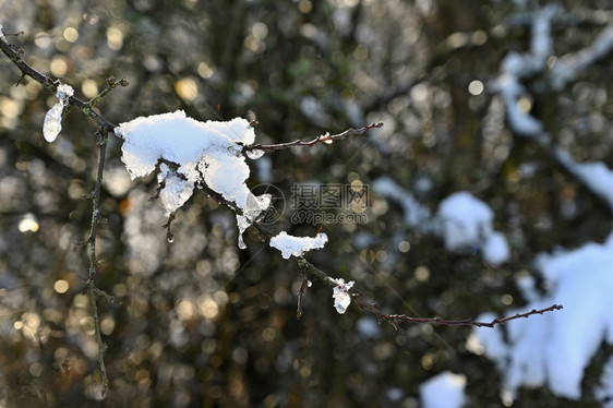 雪美丽的冬季节自然背景冬天的风霜在树枝上的冰霜下雪松图片