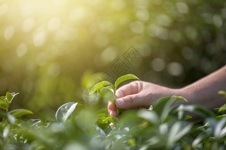 工作在自然有机绿色茶叶农场采摘新鲜茶叶的紧贴手热场地图片