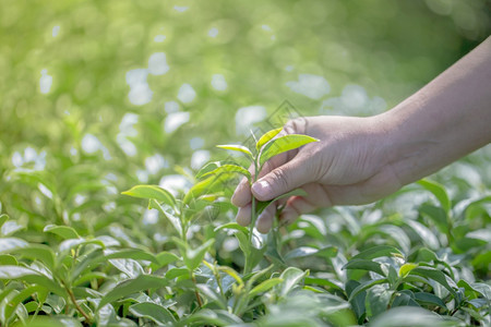 植物商业叶子在自然有机绿色茶叶农场采摘新鲜茶叶的紧贴手图片