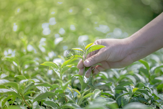 植物商业叶子在自然有机绿色茶叶农场采摘新鲜茶叶的紧贴手图片