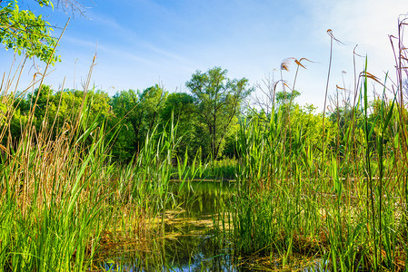 日落乡村的Reeds在森林的河流上Reeds在森林中的平静河上图片