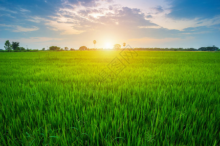 麦田植物有机的美丽绿玉米田有日落天空背景图片