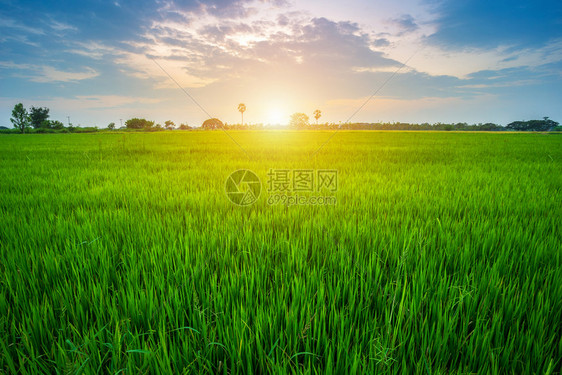 麦田植物有机的美丽绿玉米田有日落天空背景图片