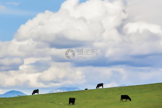 天风景田园黑牛在露什绿草地放牧图片