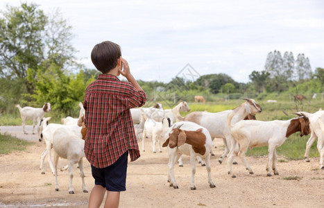 国内的提高积极男孩养山羊住在乡下图片