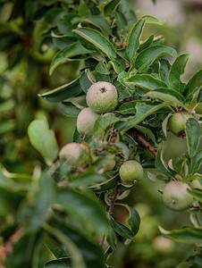花园树上的青苹果在农场种植有机水果传统农业耕作与现代果树种植在花园上种植青苹果在农场种植有机水果季节年轻的园艺图片