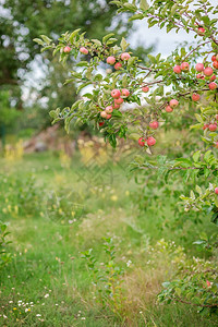 花园树上的小苹果在农场种植有机水果传统农业耕作与现代果树种植素食主义者绿色户外图片