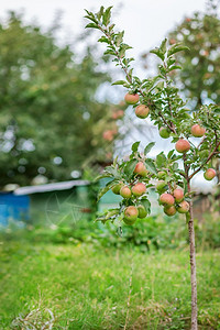 绿色年轻的植物花园树上小苹果在农场种植有机水果传统农业耕作与现代果树种植图片