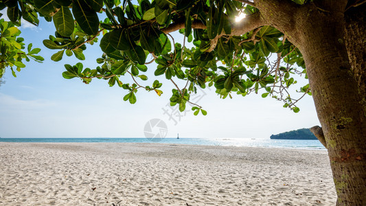 风景优美夏季阳光下丽的自然景观海滩和洋泰国KohTarutooTarutao公园Satun泰国海滩和KohTarutoo的树上长图片