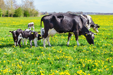 兽母牛和新生幼崽在绿春草和黄花朵中生长外部牛奶图片