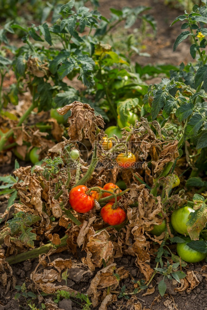 损失农场番茄干收成不好有机蔬菜种植效果不理想农民流失干番茄有机蔬菜种植效果不理想真菌图片