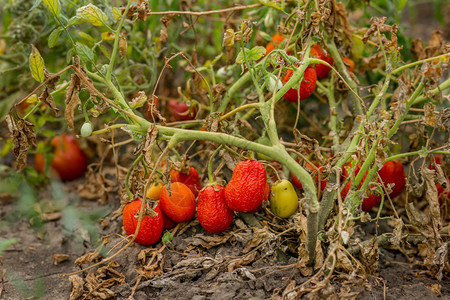 番茄干收成不好有机蔬菜种植效果不理想农民流失干番茄有机蔬菜种植效果不理想烂农业成熟图片