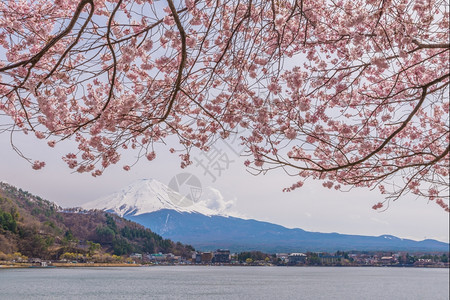 场景富士亚洲春天美丽的樱花与日本福建山一起图片