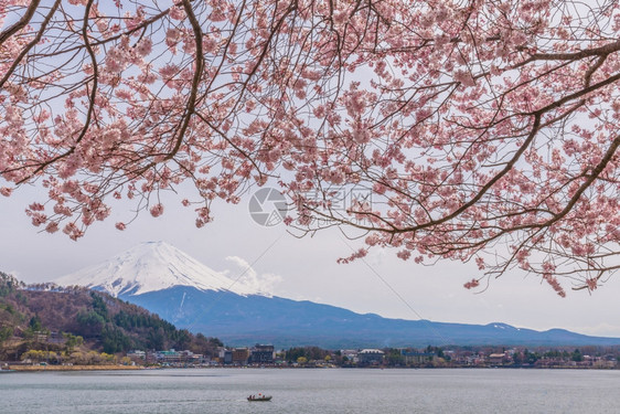 水春天美丽的樱花与日本福建山一起目地树图片