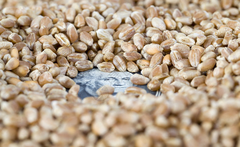 金融产品现金生长货币美联储总统关于原始食品产小麦的特写肖像小麦谷物美元国的小麦谷物背景