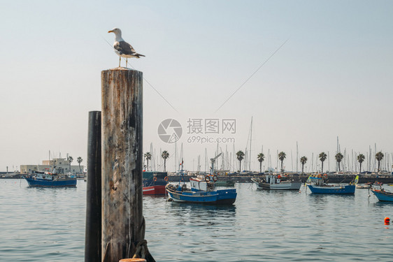 海洋美丽的行业坐在葡萄牙卡斯凯湾港口杆上的海鸥在极坐着海鸥图片