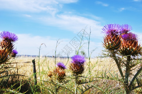 野生蓝花Cynaracardunculus圆球草地绽放植被图片