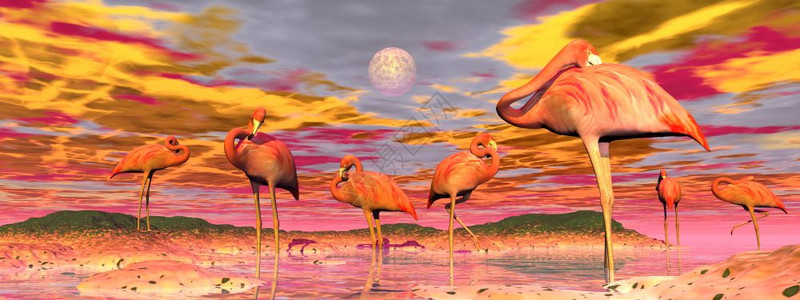 太阳景观国民火烈鸟在水中和平地站立由日落时多姿彩的日落火焰烈鸟和日落3D制成图片