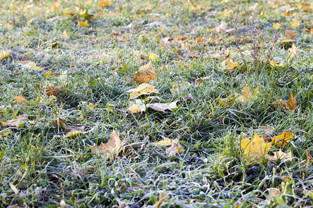 质地枝条早期的冬初冻结绿草和坠落黄玉树叶自然背景选择焦点冷冻的绿草图片