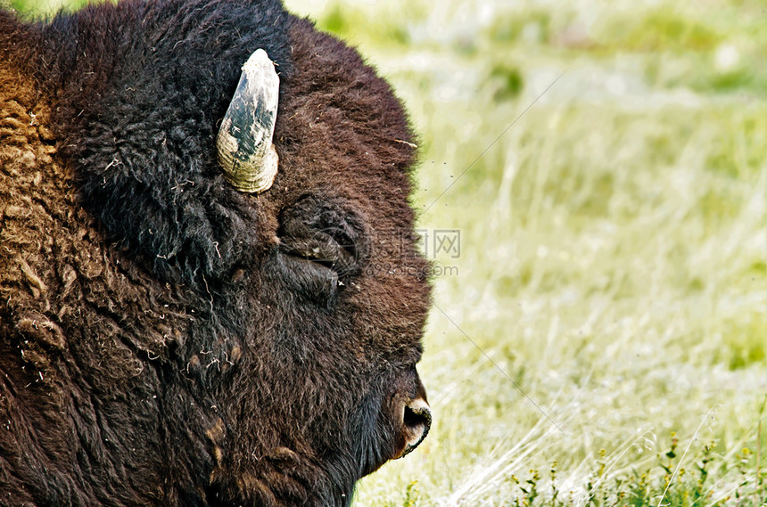 水牛旧布法罗Bison关闭肖像图层细节模糊背景开放空间野牛公图片