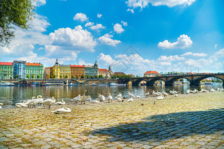 桥老的布拉格乌塔瓦河岸边的一头天鹅布拉格的一头天鹅捷克语图片
