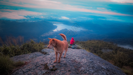 男快乐的狗站在悬崖边自然男人图片